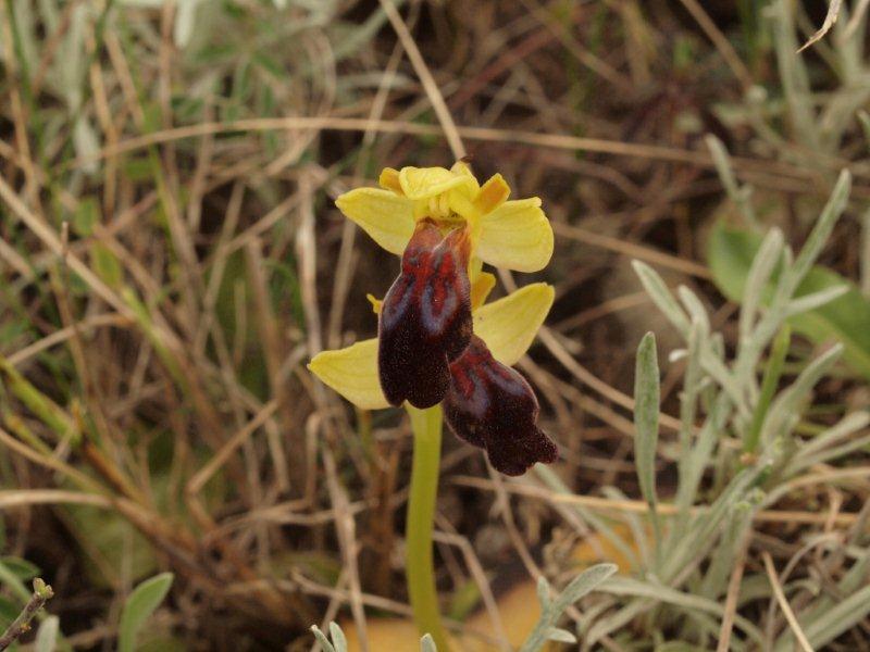 Ophrys calocaerina